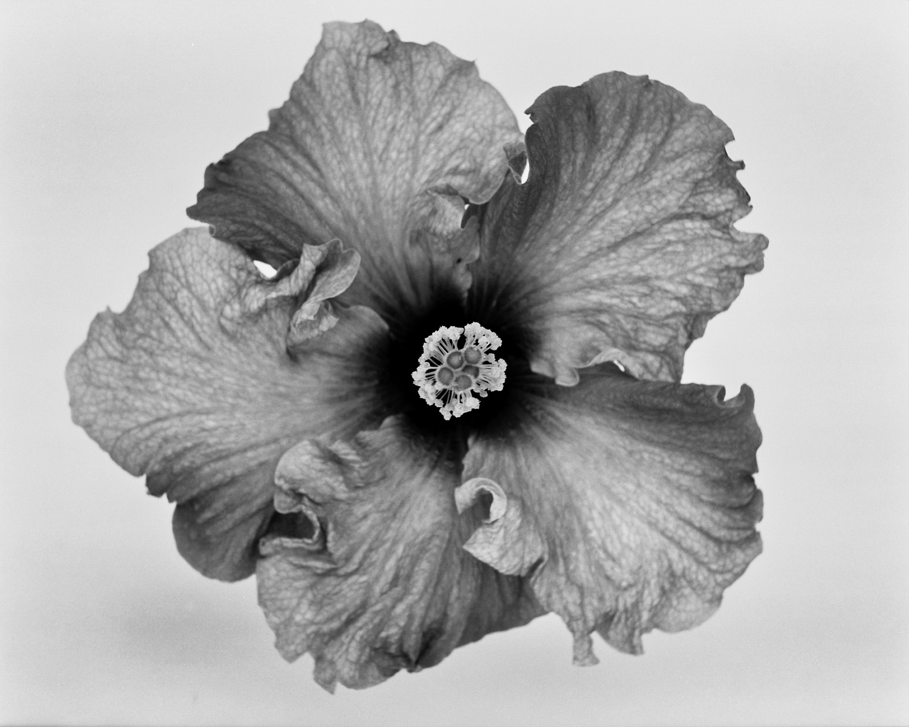 Axel Bernstorff, Collectable limited edition fine art photographic prints. Hibiscus (rosa-sinensis)