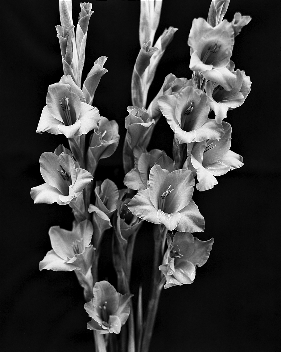 Axel Bernstorff, Collectable limited edition fine art photographic prints. Gladiolus (from iris family Iridaceae) Platinum / Palladium and silver gelatin prints available.
