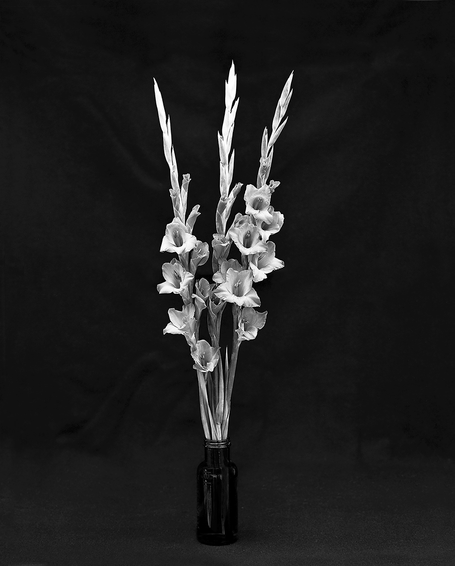 Axel Bernstorff, Collectable limited edition fine art photographic prints. Gladiolus (from iris family Iridaceae)