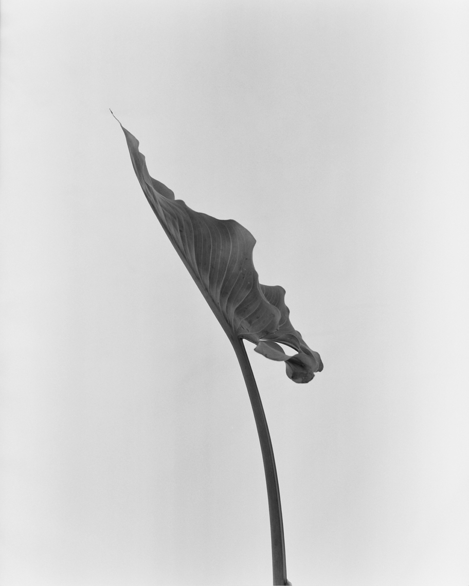 Axel Bernstorff, Collectable limited edition fine art photographic prints. Lily leaf, (Lilium candidum)