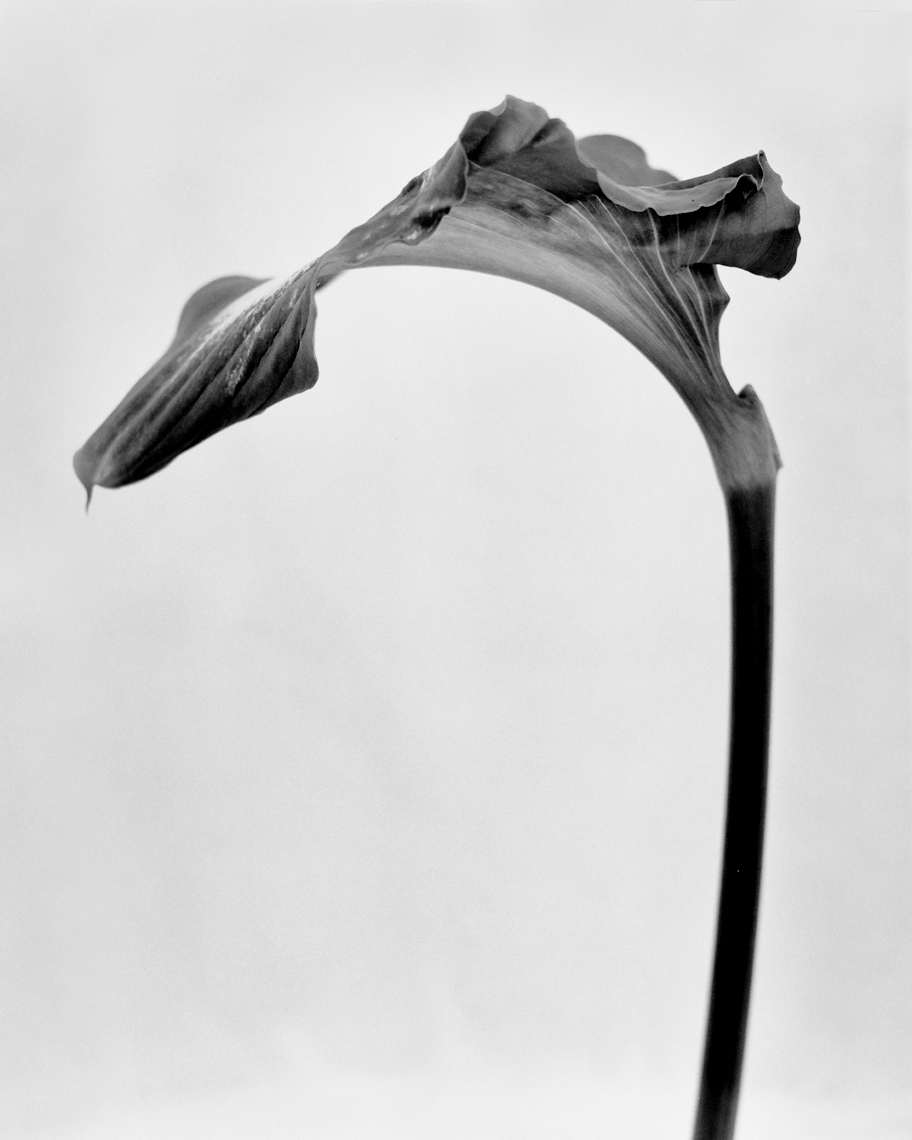 Axel Bernstorff, Collectable limited edition fine art photographic prints. Arum lily (aethiopica Zantedeschia) Platinum / Palladium and silver gelatin prints available.