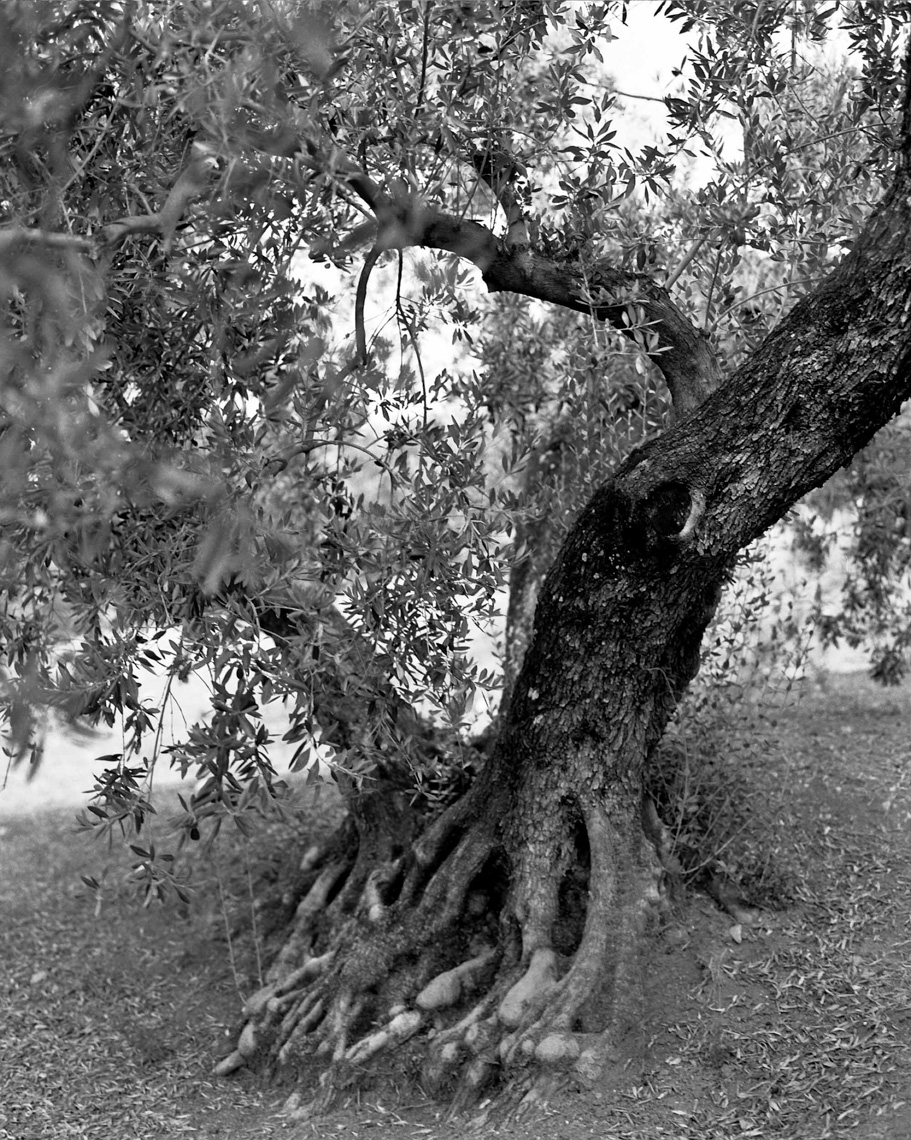 Axel Bernstorff, Olive tree. Malaga, Spain. Tradition. Olive oil. Character. Iconic. Noble. Heritage. Collectable limited edition prints. Olive tree. Malaga, Spain. Tradition. Olive oil. Character. Iconic. Noble. Heritage. 