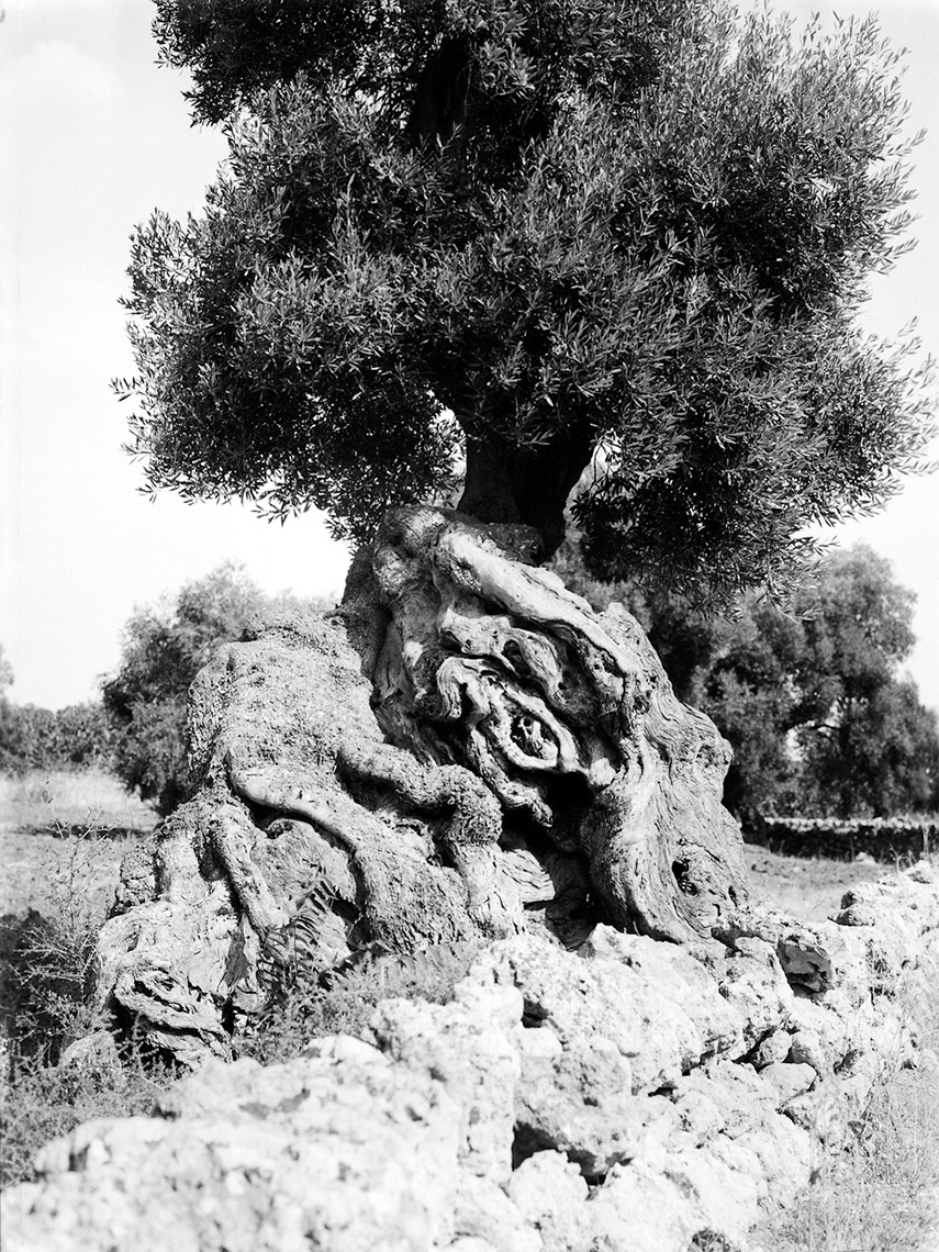 Axel Bernstorff, Olive tree. Puglia. Italy. Tradition. Olive oil. Character. Iconic. Noble. Heritage. Collectable limited edition prints. Olive tree. Puglia. Italy. Tradition. Olive oil. Character. Iconic. Noble. Heritage. 