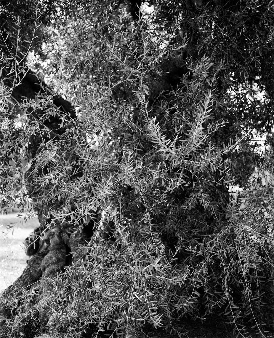 Axel Bernstorff, Olive tree. Puglia. Italy. Tradition. Olive oil. Character. Iconic. Noble. Heritage. Collectable limited edition prints. Olive tree. Puglia. Italy. Tradition. Olive oil. Character. Iconic. Noble. Heritage. 