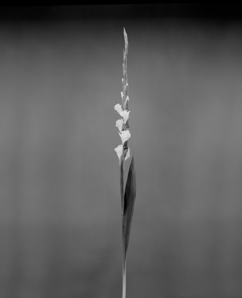 Axel Bernstorff, Collectable limited edition fine art photographic prints. Gladiolus (from iris family Iridaceae) Platinum / Palladium and silver gelatin prints available.