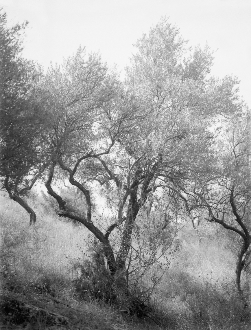 Axel Bernstorff, Olive tree. Malaga, Spain. Tradition. Olive oil. Character. Iconic. Noble. Heritage. Collectable limited edition prints. Olive tree. Malaga, Spain. Tradition. Olive oil. Character. Iconic. Noble. Heritage. 